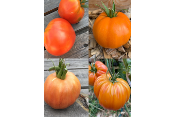 Tomaten-Set "Gewächshaustomaten" - 4 BIO-Sorten [samenfest]
