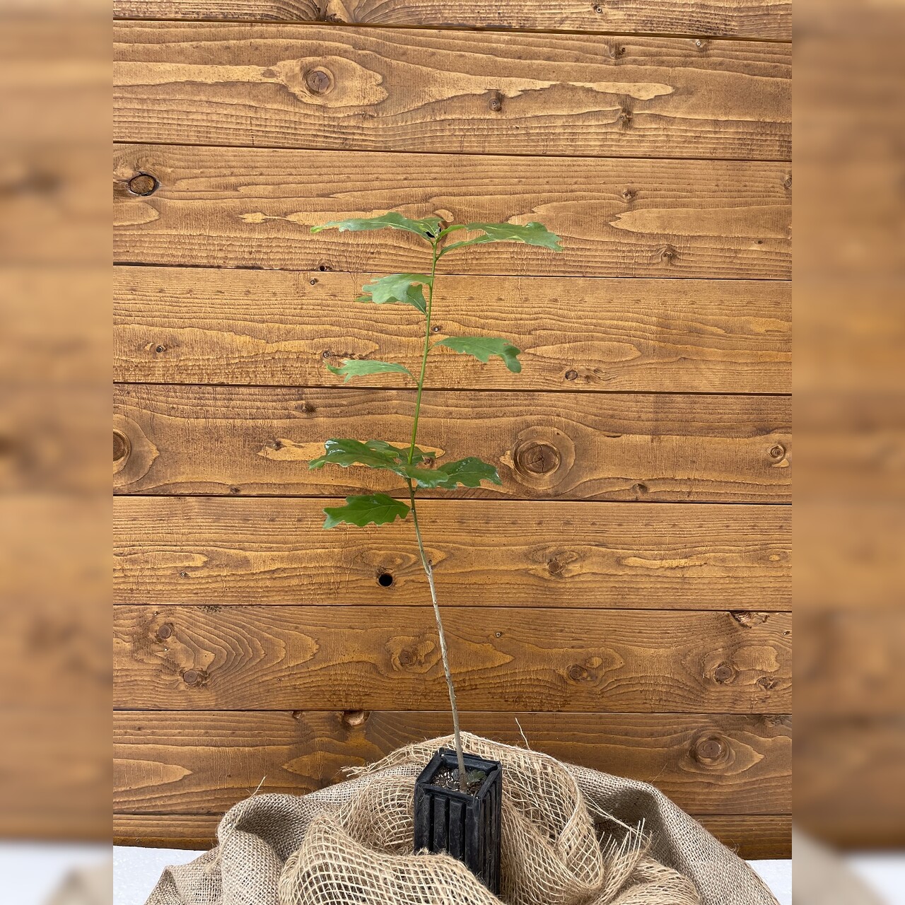 Trüffelbaum "Traubeneiche"