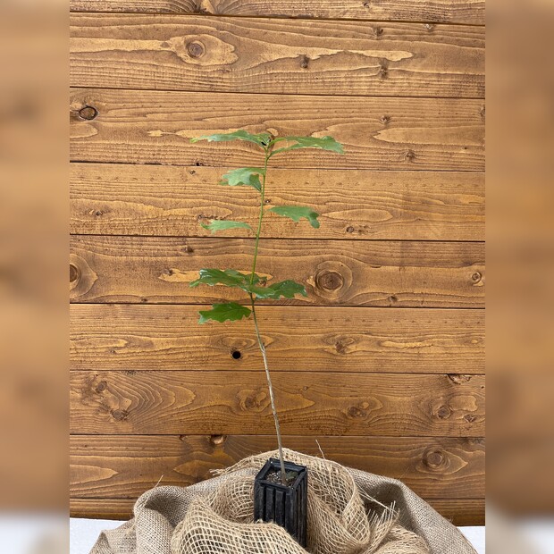Trüffelbaum "Traubeneiche"