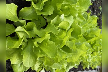 Schnitt- & Pflücksalat