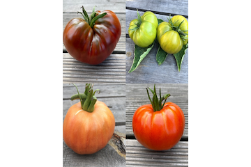 Tomaten Set "Ochsenherztomaten" - 4 BIO-Sorten [samenfest]