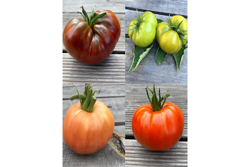 Tomaten-Set "Ochsenherztomaten" - 4 BIO-Sorten [samenfest]