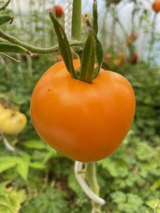 Tomate "Valencia" - BIO-Tomatensorte [samenfest]