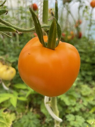 Tomate "Valencia" - BIO-Tomatensorte [samenfest]