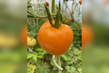 Tomate "Valencia" - BIO-Tomatensorte [samenfest]