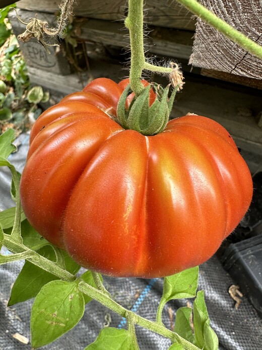 Tomate "Fleur de Reagir" - BIO-Tomatensorte [samenfest]