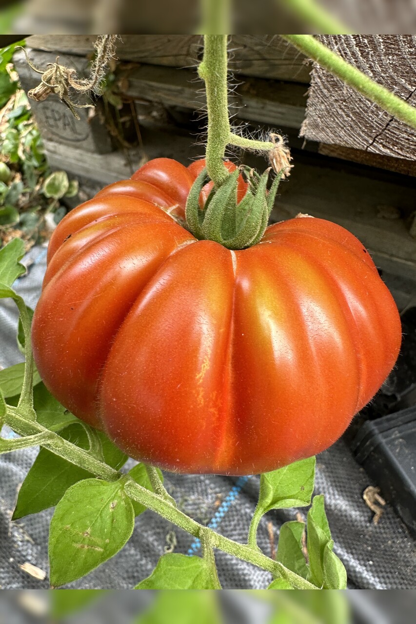 Tomate "Fleur de Reagir" - BIO-Tomatensorte [samenfest]