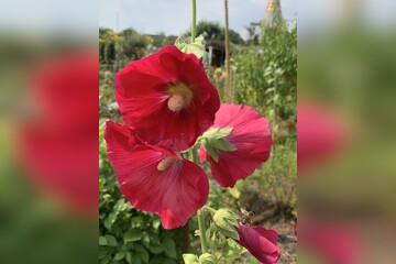 Stockrose "rot" - BIO-Stockrosensamen [samenfest]