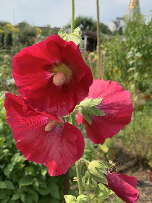 Stockrose "rot" - BIO-Stockrosensamen [samenfest]