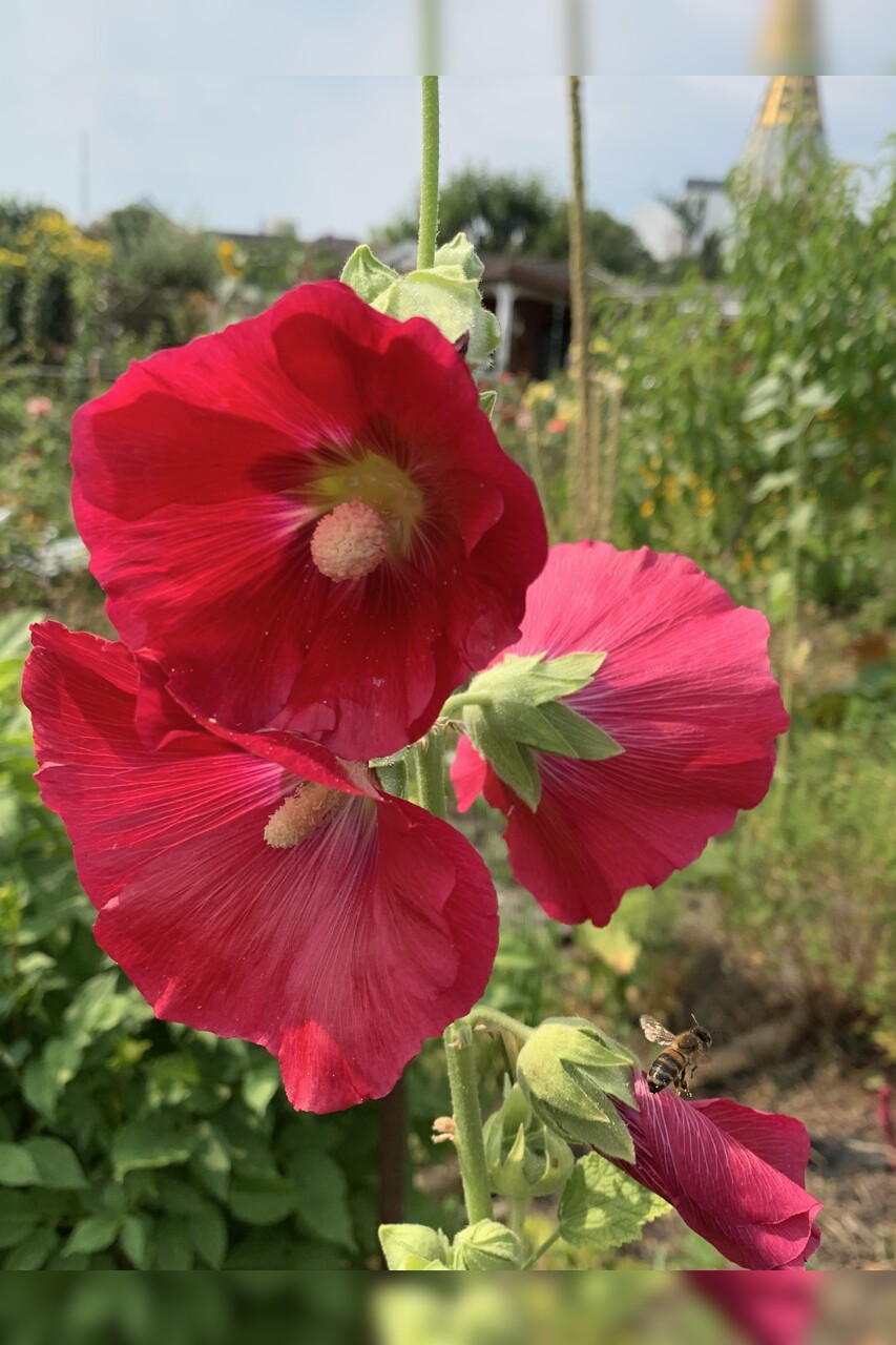 Stockrose "rot" - BIO-Stockrosensamen [samenfest]