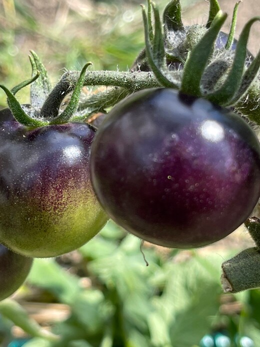 Tomate "Indigo Rose" - BIO-Tomatensorte [samenfest]