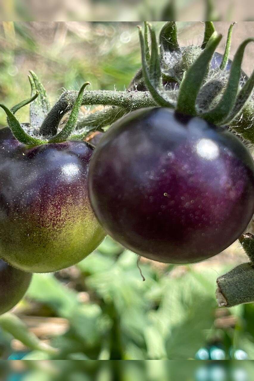 Tomate "Indigo Rose" - BIO-Tomatensorte [samenfest]