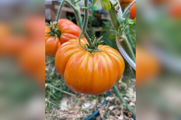 Tomate "Ananastomate" - BIO-Tomatensorte [samenfest]