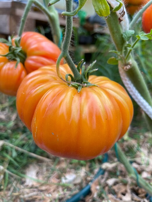 Tomate "Ananastomate" - BIO-Tomatensorte [samenfest]