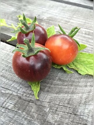 Tomate "Blue Pitts" - Tomatensamen (samenfest)