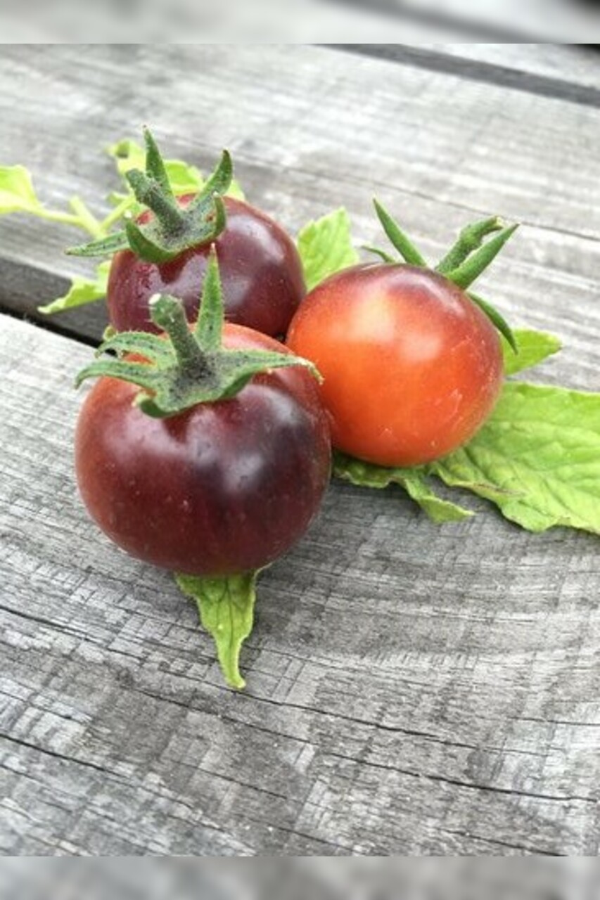 Tomate "Blue Pitts" - BIO-Tomatensorte [samenfest]