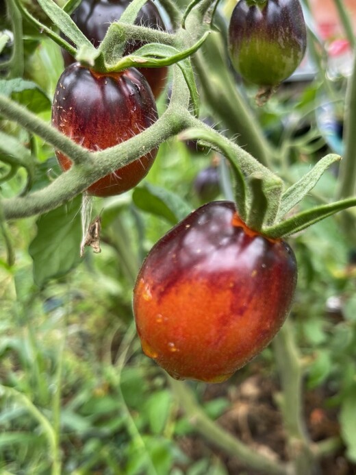 Tomate „Purple Dragon“ - BIO-Tomatensorte [samenfest]