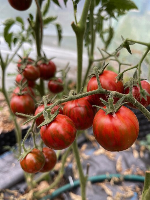 Tomate "Black Zebra Cherry" - BIO-Tomatensorte [samenfest]