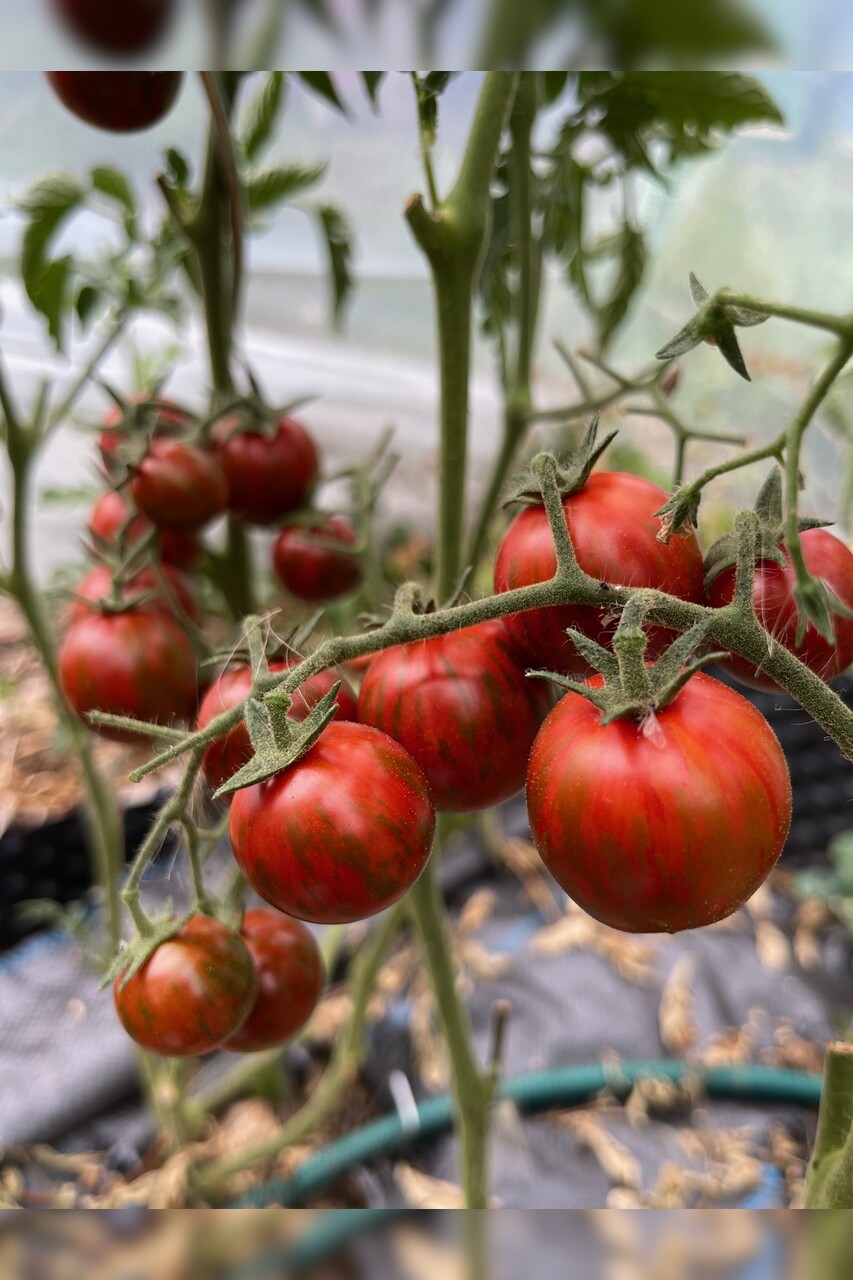 Tomate "Black Zebra Cherry" - BIO-Tomatensorte [samenfest]