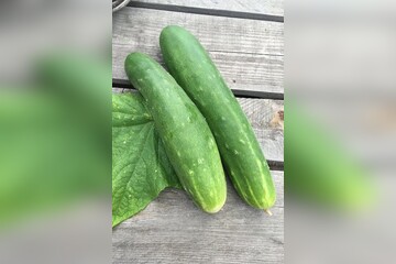 Freilandgurke