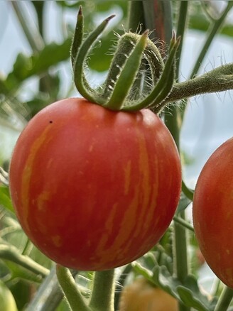 Tomate "Tigerella" - BIO-Tomatensorte [samenfest]