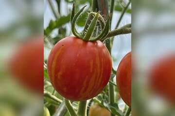 Tomate "Tigerella" - BIO-Tomatensorte [samenfest]