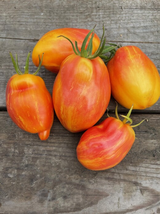 Tomate „Yellow Fire“ - BIO-Tomatensorte [samenfest]