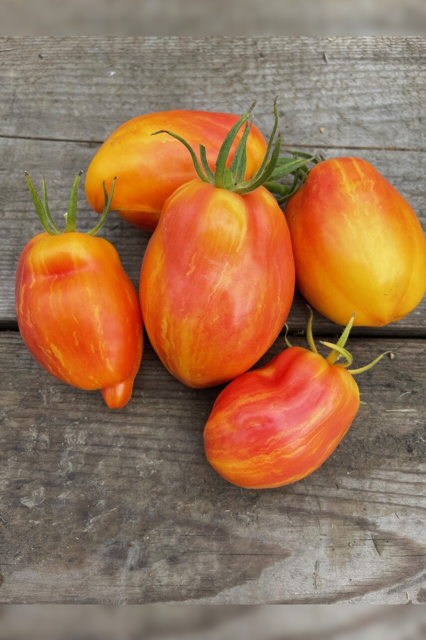 Tomate „Yellow Fire“ - BIO-Tomatensorte [samenfest]