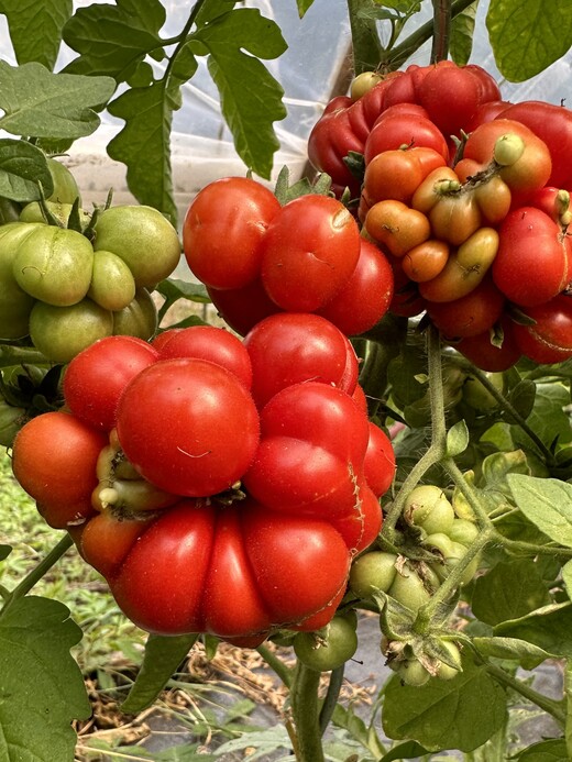 Tomate "Reisetomate" - BIO-Tomatensorte [samenfest]