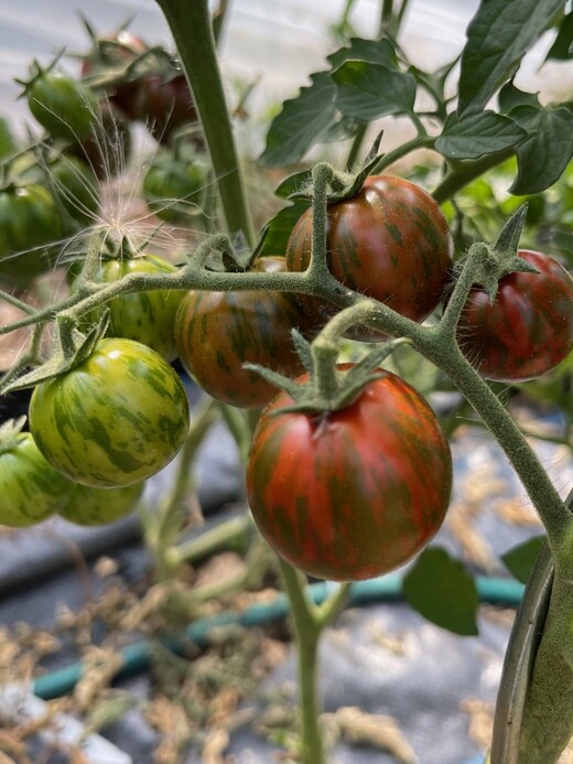 Tomate "Black Zebra Cherry" - BIO-Tomatensorte [samenfest]