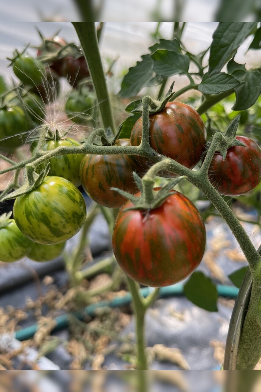 Tomate "Black Zebra Cherry" - BIO-Tomatensorte [samenfest]