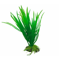 Hobby Cyperus 16 cm