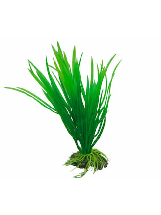 Hobby Cyperus 16 cm