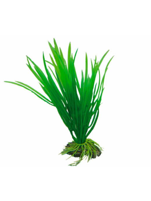 Hobby Cyperus 16 cm