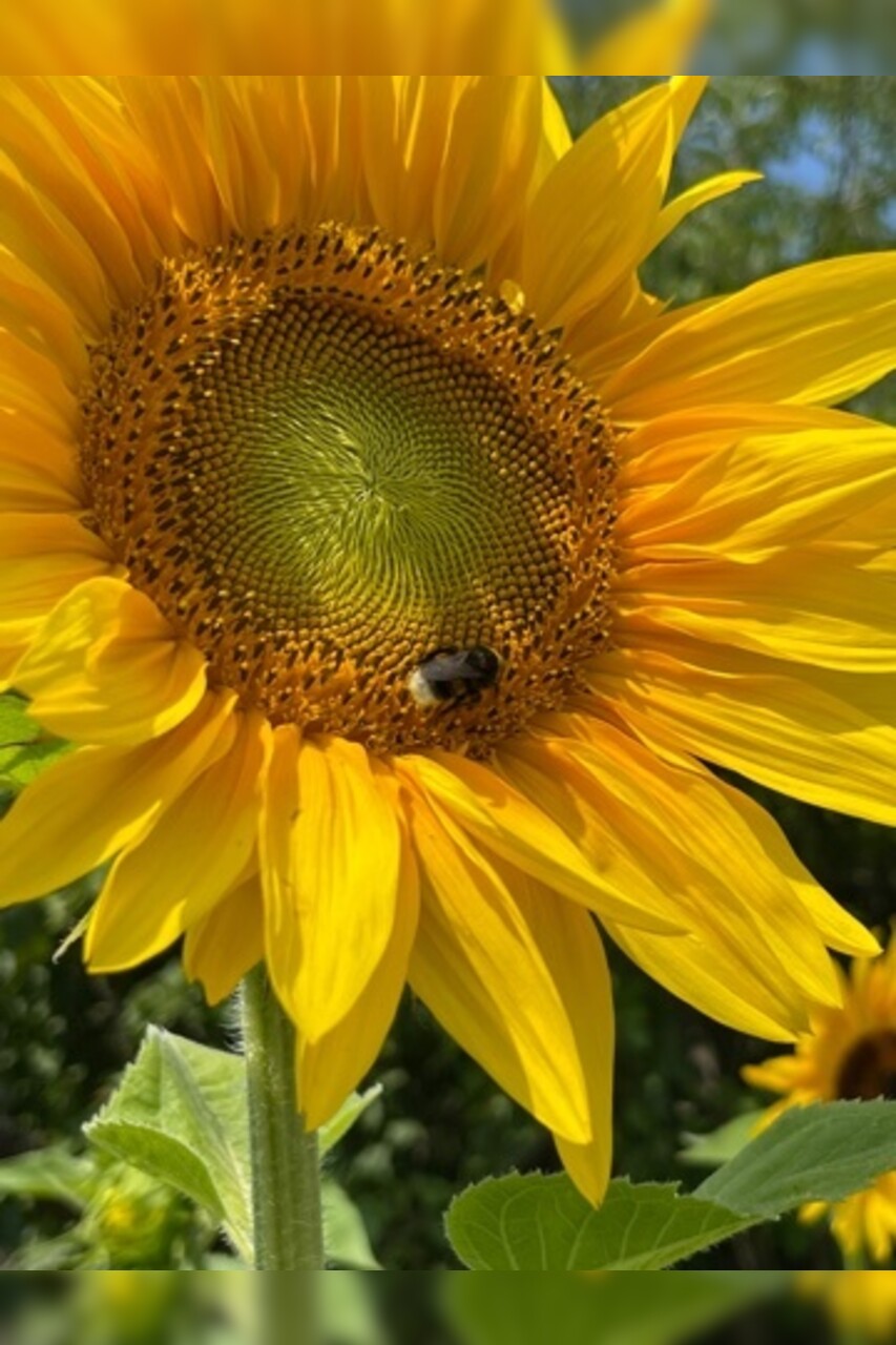 "Sonnenblume" - BIO-Blumensamen [samenfest]