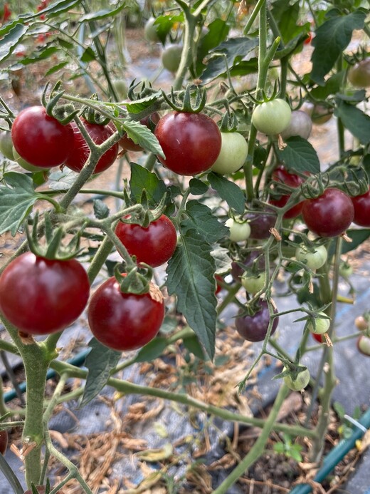 Tomate "Blue Pitts" - BIO-Tomatensorte [samenfest]