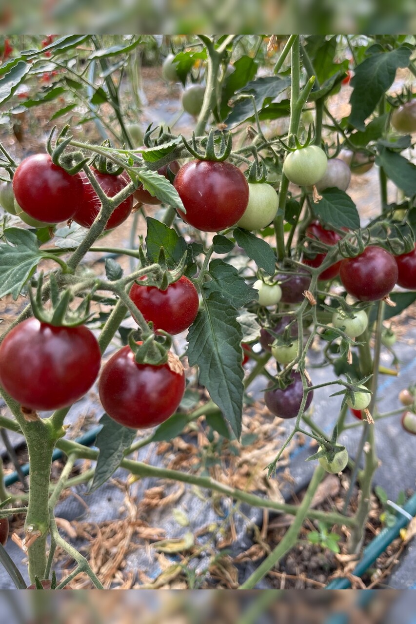 Tomate "Blue Pitts" - BIO-Tomatensorte [samenfest]