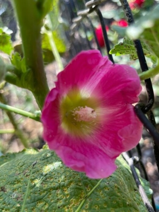 Stockrose "rosa" - BIO-Stockrosensamen [samenfest]