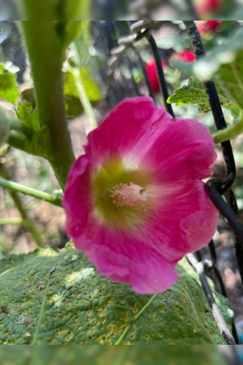 Stockrose "rosa" - BIO-Stockrosensamen [samenfest]