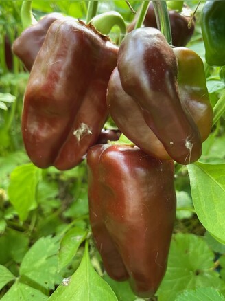 Paprika "Sweet Chocolate" - BIO-Paprikasamen [samenfest]