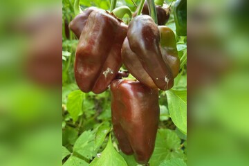 Paprika "Sweet Chocolate" - BIO-Paprikasamen [samenfest]