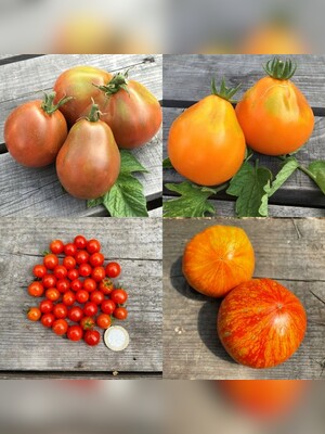 Tomatensamen Set