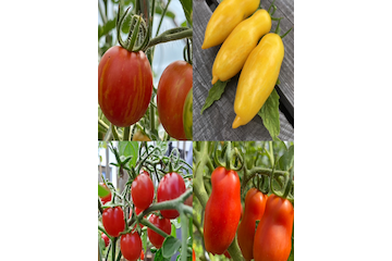Tomaten Set "Balkontomaten" - 4 BIO-Tomatensorten [samenfest]
