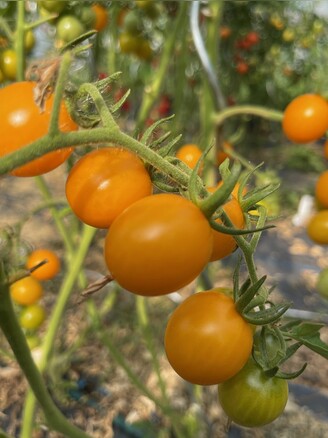 Tomate "Cerise gelb" - BIO-Tomatensorte [samenfest]