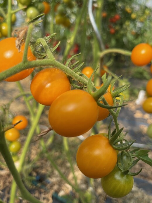 Tomate "Cerise gelb" - BIO-Tomatensorte [samenfest]