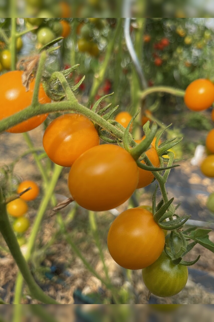 Tomate "Cerise gelb" - BIO-Tomatensorte [samenfest]