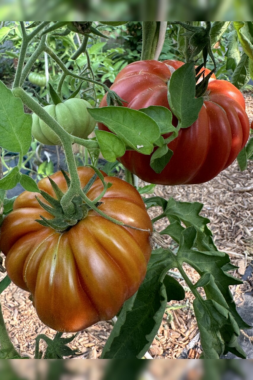 Tomate "Fleur de Reagir" - BIO-Tomatensorte [samenfest]