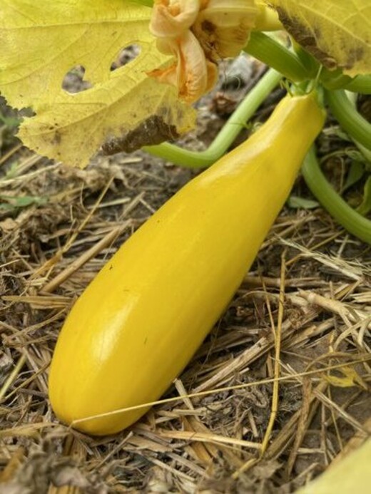 Zucchini "Golden Rush" - gelbe BIO-Zucchinisorte (samenfest)