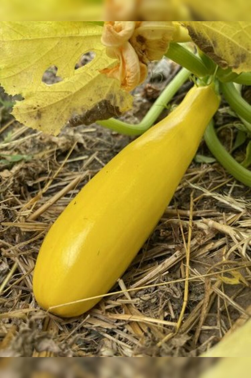 Zucchini "Golden Rush" - gelbe BIO-Zucchinisorte (samenfest)