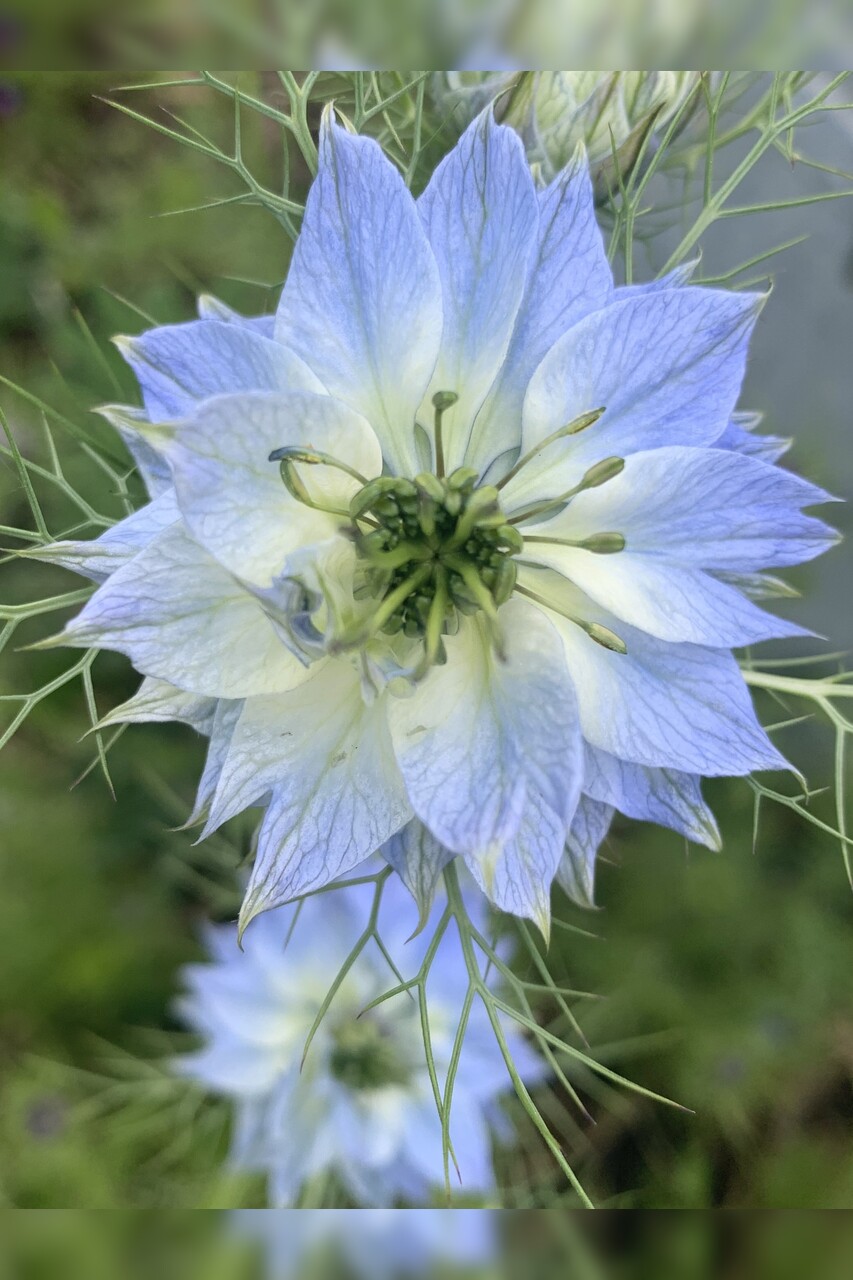 "Jungfer im Grünen" - BIO- Blumensamen [samenfest]